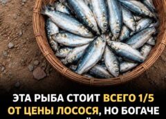 Лосось больше не нужен? Эта дешёвая рыба содержит омега-3, белок и витамины — и стоит в разы дешевле